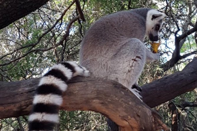Bush Babies & Monkey Sanctuary and Elephants Walk Private