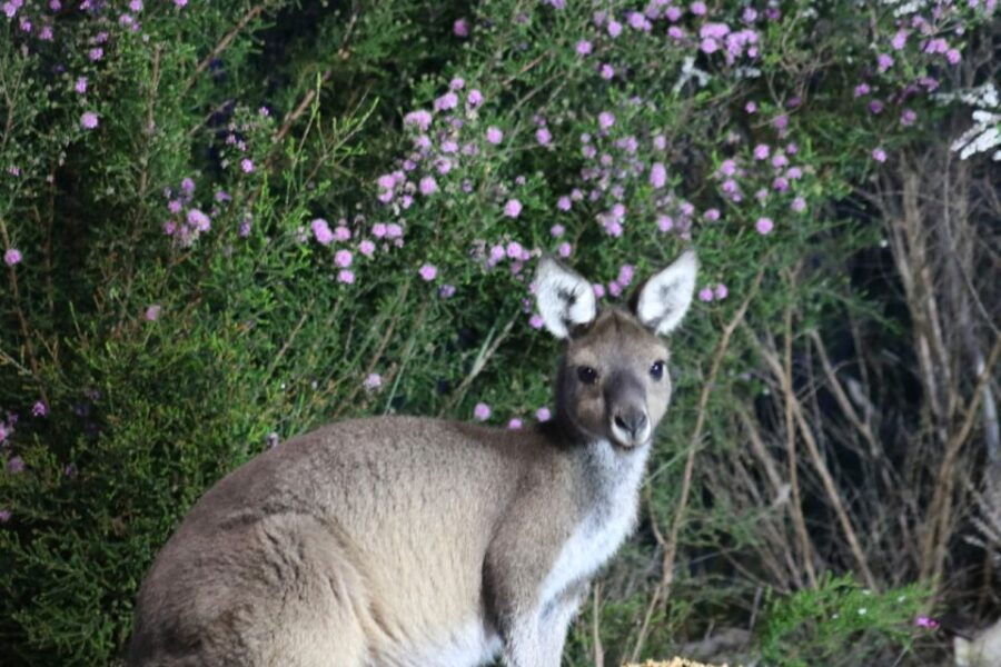 Busselton: Nocturnal Animal Tour - Booking Details