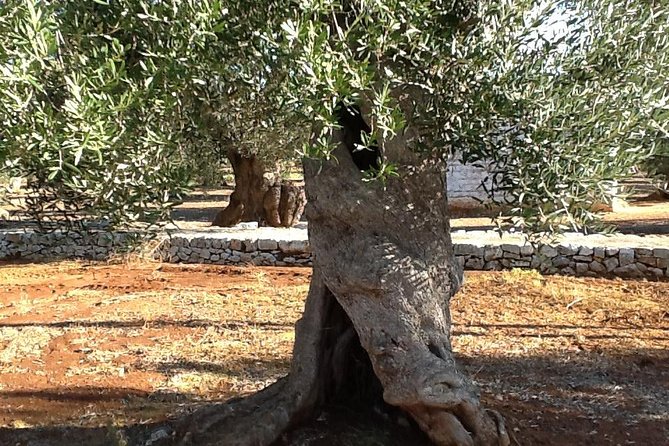 Cable Car Adventure Monte Faito With Local Guide and Driver - Good To Know