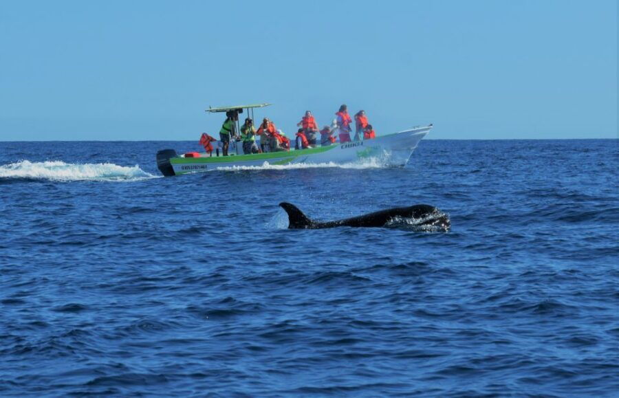 Cabo: 2-Hour Whale Watching Boat Ride With Free Pictures - Good To Know