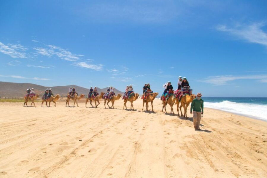 Cabo Beach: Desert Camel Tour With Mega Burrito & Tequila