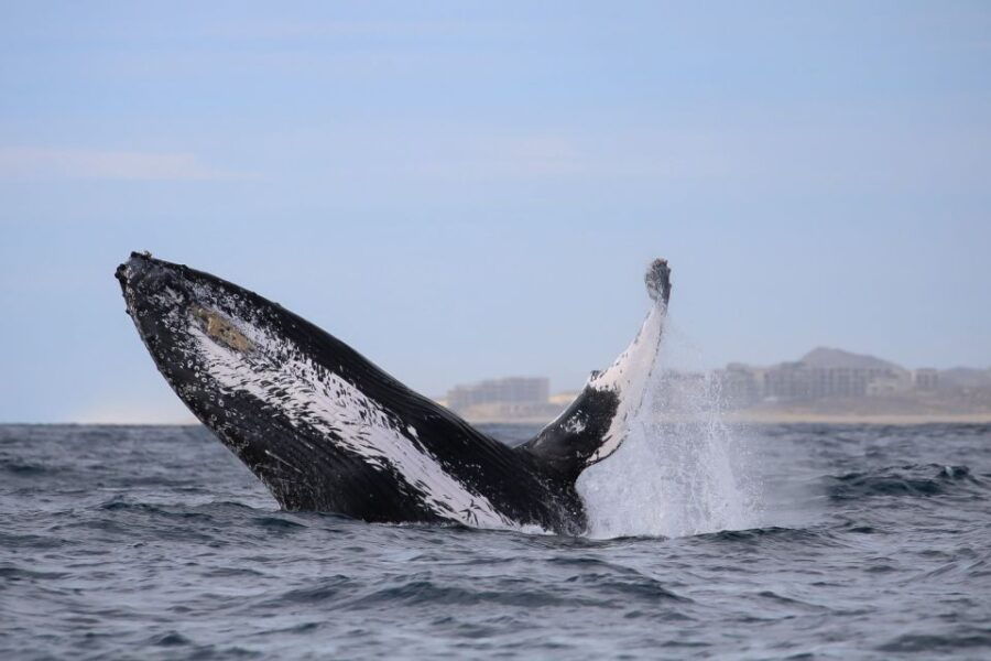 Cabo San Lucas: 2-Hour Whale Watching Adventure - Good To Know