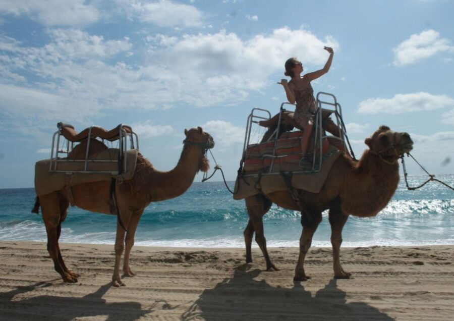 Cabo San Lucas: Amazing Camel Adventure on the Beach