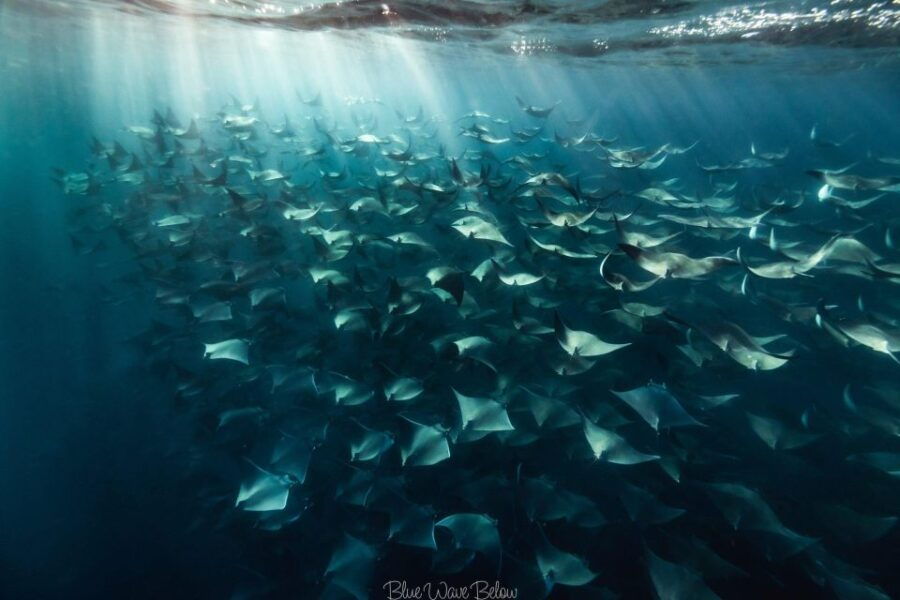 Cabo San Lucas: Big Marine Animal Safari Adventure