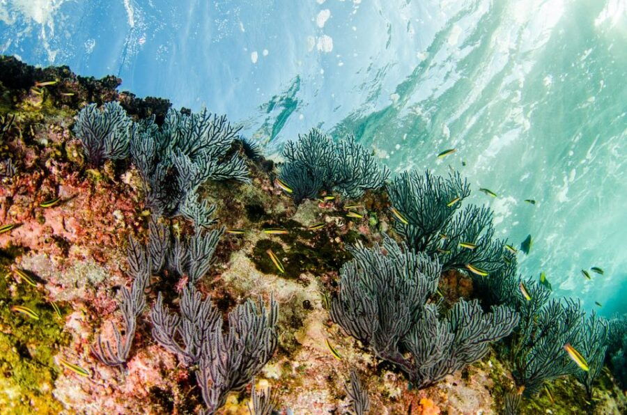 Cabo San Lucas: Cabo Pulmo Snorkeling Expedition