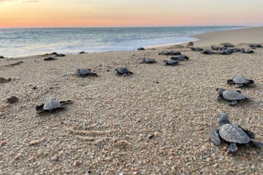 Cabo San Lucas: Combo Sea Turtle Release and ATV Experience
