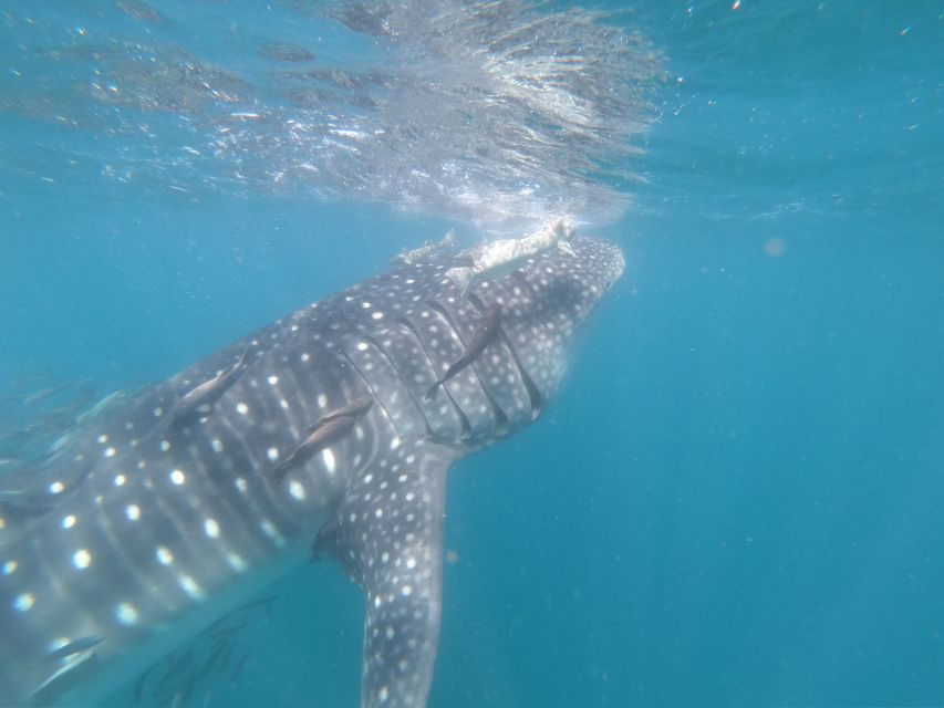 Cabo San Lucas: Full-Day Whale Shark Swimming Experience - Good To Know