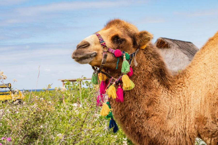 Cabo San Lucas: Half-day Guided Camel Safari Tour - Good To Know