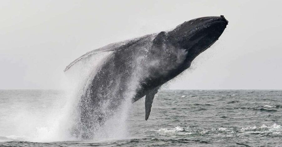 Cabo San Lucas: Humpback Whale Watching Experience
