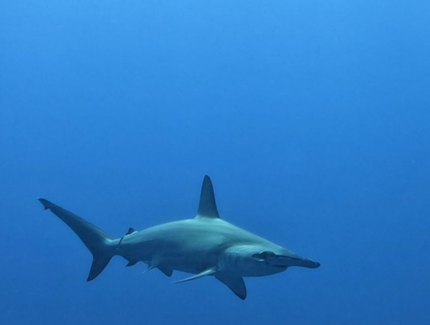 Cabo San Lucas: Shark Snorkeling Adventure