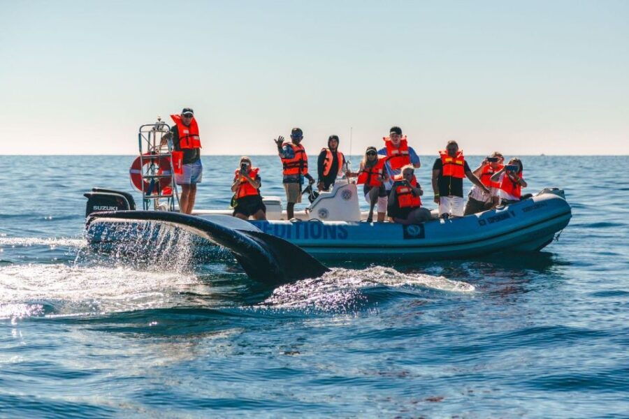 Cabo San Lucas: Up Close Whale Watching Small Group Tour