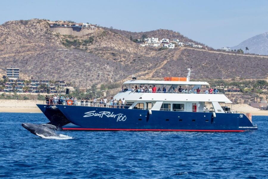 Cabo San Lucas: Whale Watching Tour With Buffet & Open Bar