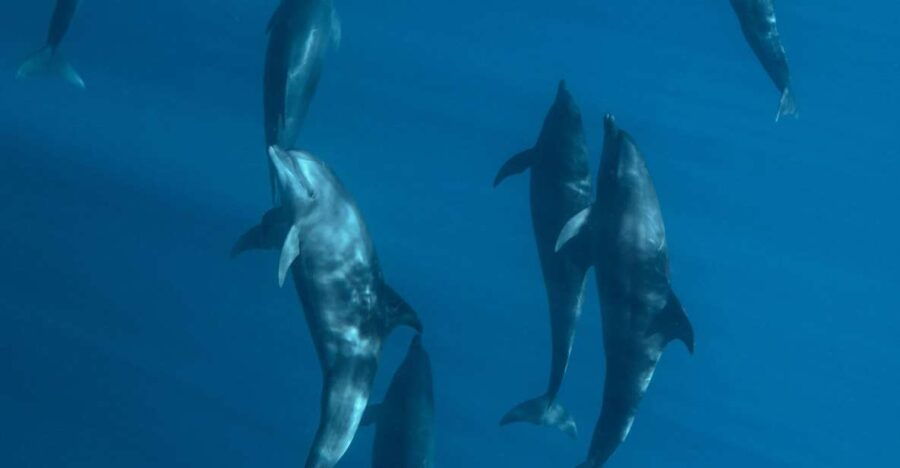 Cabo San Lucas:Ocean Safari in the Pacific and Sea of Cortez - Good To Know