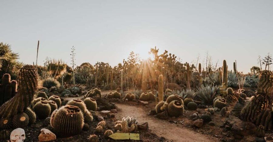 Cactus Country: Entry Ticket