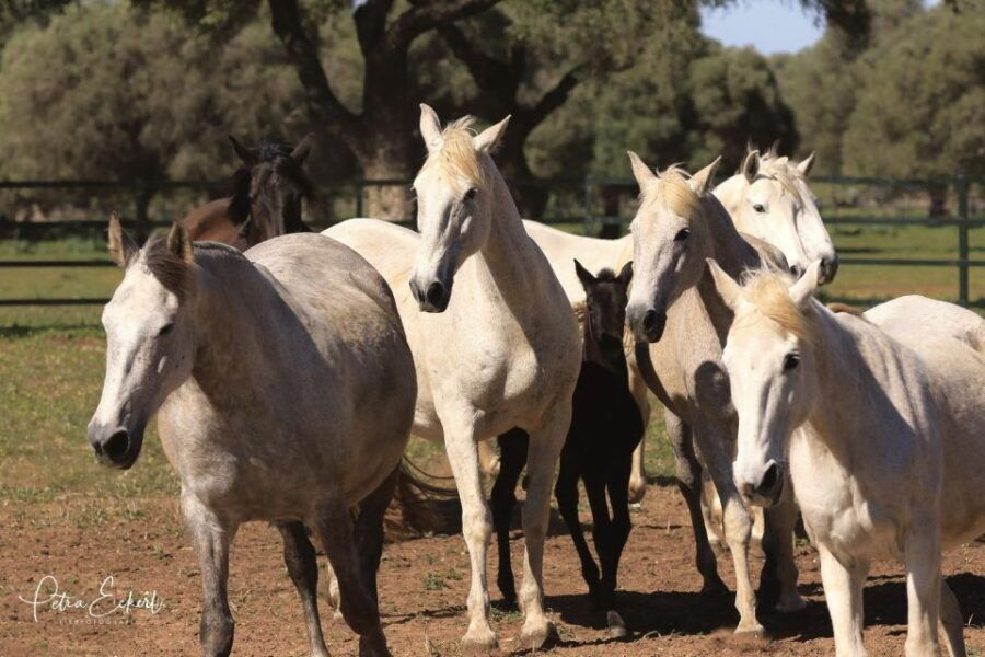 Cadiz: Andalusian Horses and Bulls Country Show - Good To Know