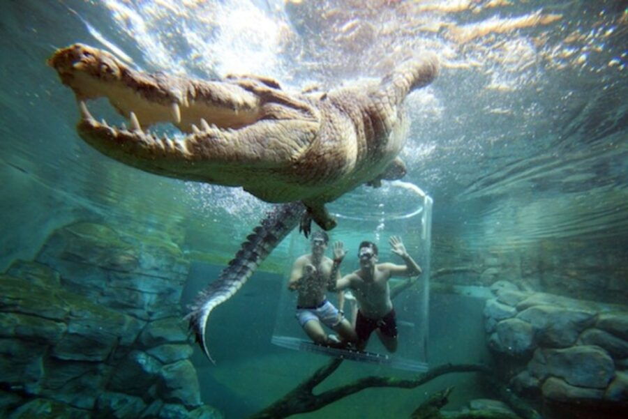 Cage Of Death” Crocodile Swim and Entry to Crocosaurus Cove