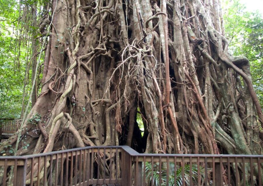 Cairns: Forest and Waterfalls Half-Day 4WD Guided Adventure - Activity Information