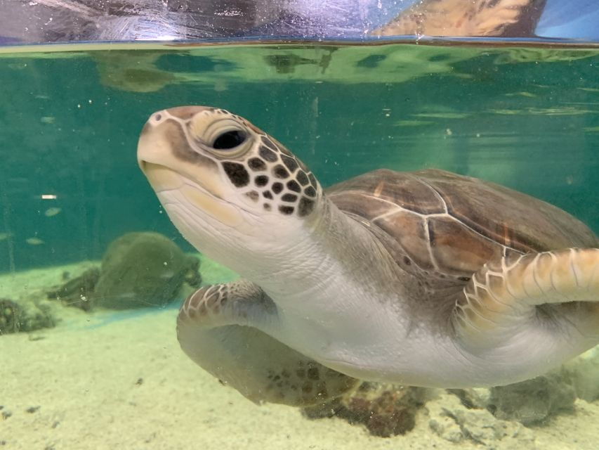 Cairns: Marine Life Encounter