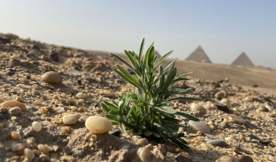 Cairo: Private Arabian Horse Ride at the Giza Pyramids - Good To Know