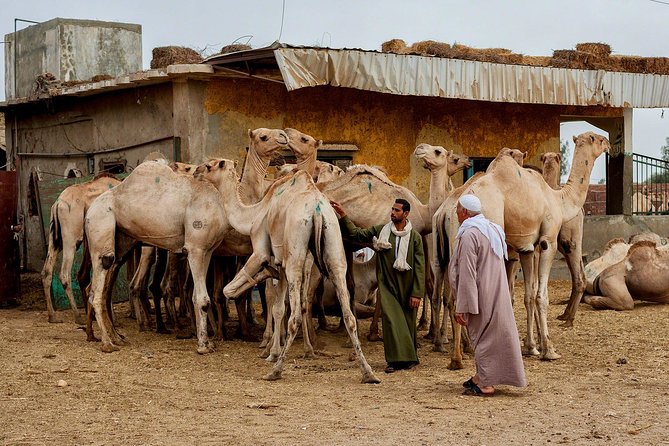 Cairo Unusual Day Tour Visit Camel Market in Birqash - Good To Know