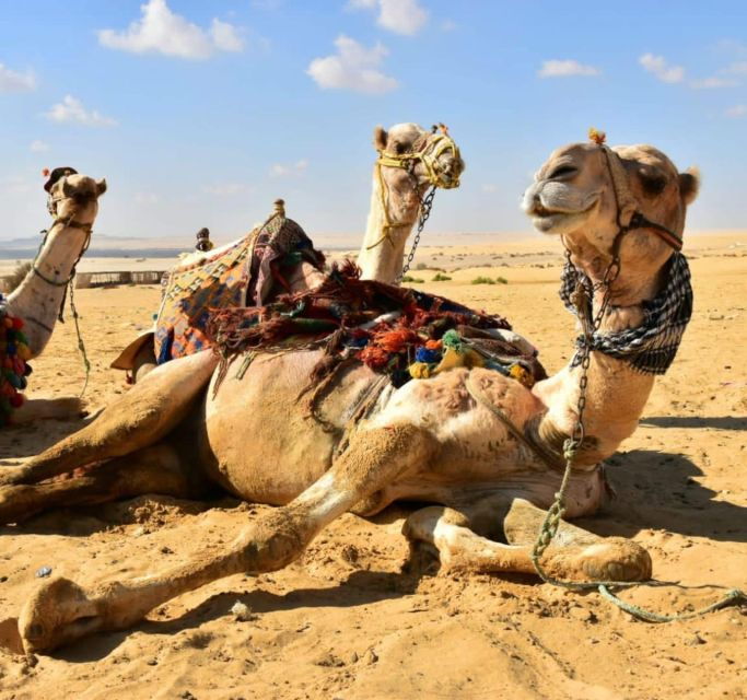 Cairo: Wadi El Ryan, El Fayoum Oasis & Bird Watching Tour - Good To Know