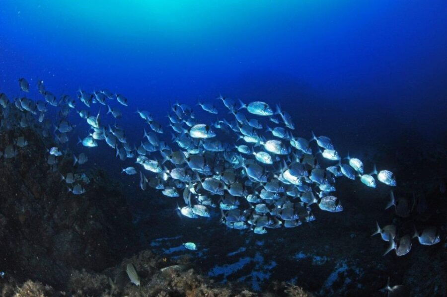 Calvi: Introduction to Diving Dive With an Instructor