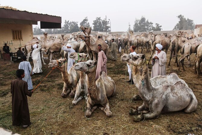 Camel Market Excursion in Cairo - Experience the Vibrant Camel Market