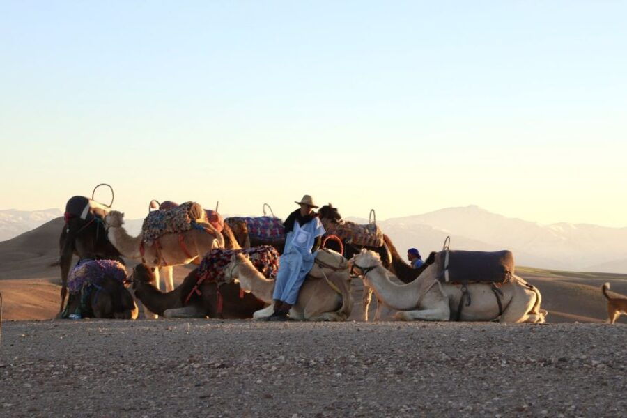 Camel Ride in Agafay Desert at Sunset