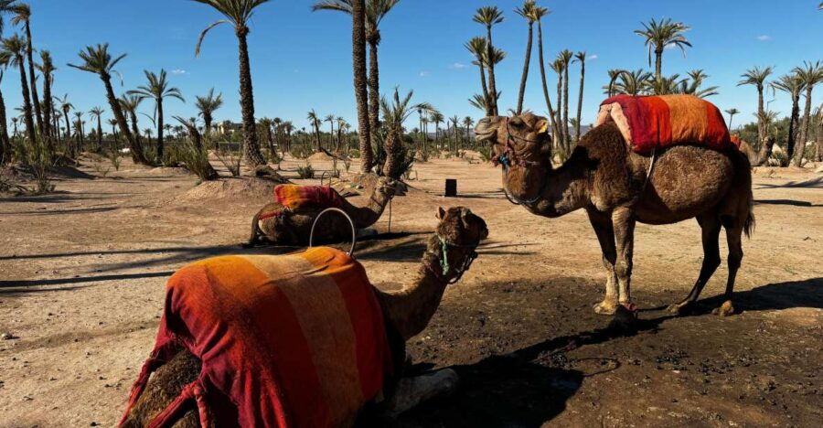 Camel Ride Marrakech With Lunch ( Local Restaurant)