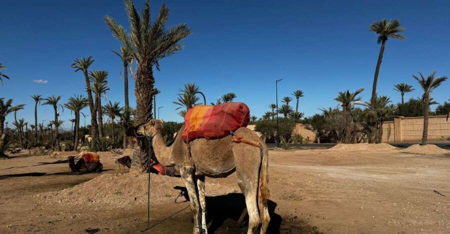 Camel Ride Marrakech With Lunch ( Local Restaurant)