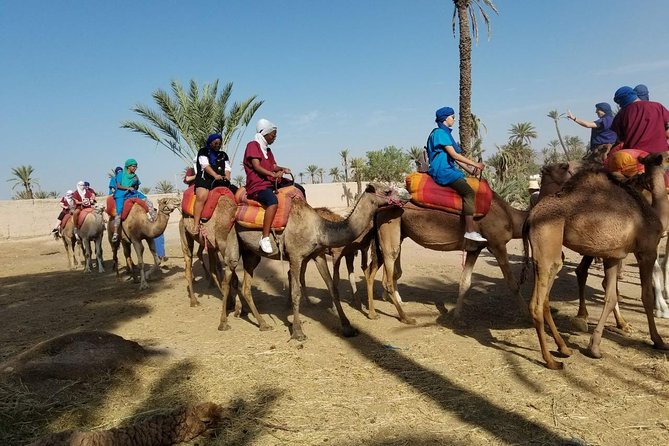 Camel Trekking Through Marrakeshs Palm Grove - Pickup and Start Time