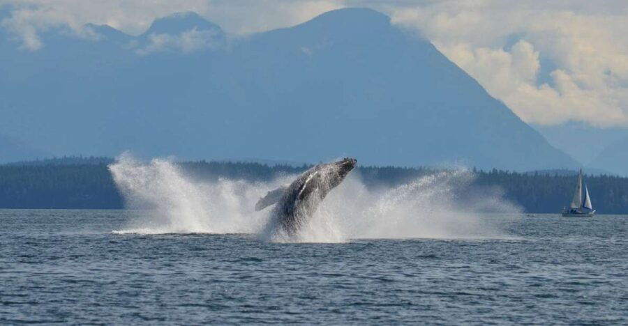 Campbell River: 6-Hour Whale Watching Boat Tour - Good To Know