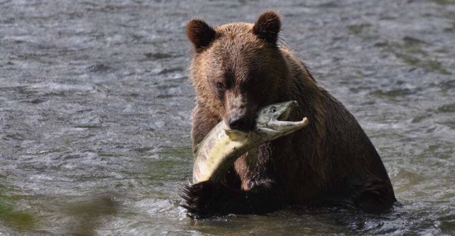 Campbell River: Bute Inlet Grizzly-Watching Tour & Boat Ride - Good To Know