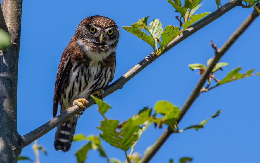 Campbell River: Discovery Passage Wildlife Zodiac Boat Tour - Good To Know
