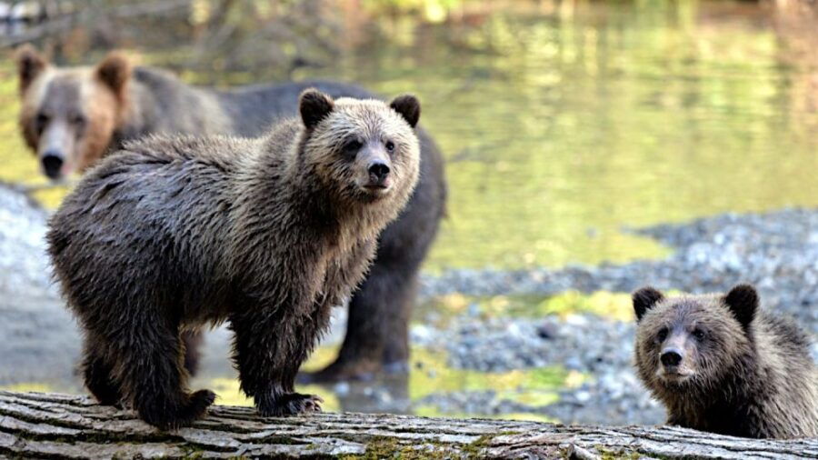 Campbell River: Grizzly Bear-Watching Tour With Lunch - Good To Know