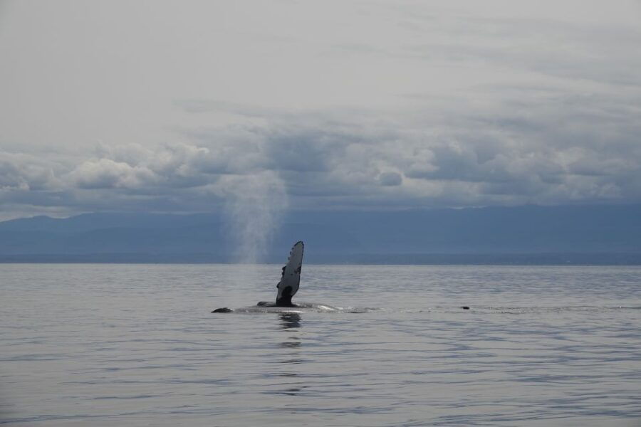Campbell River: Kayaking and Whale Watching Tour - Good To Know