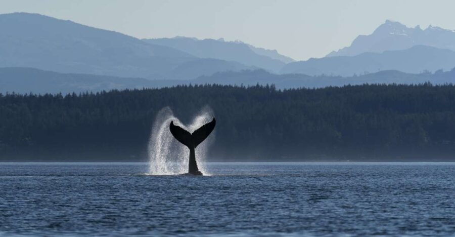 Campbell River: Spring Bear Watching & Waterfalls Boat Tour