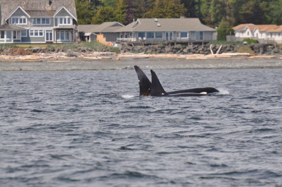 Campbell River: Whale Watching and Wildlife Viewing Day Tour - Good To Know