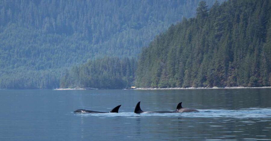 Campbell River: Whale Watching Cruise With Lunch - Good To Know