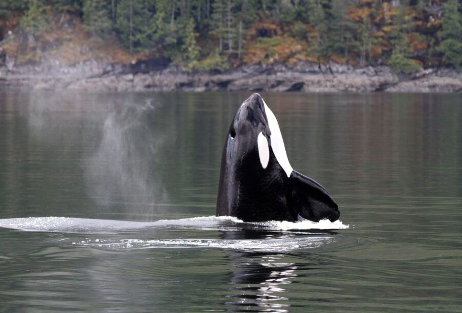 Campbell River: Whale Watching Zodiac Boat Tour With Lunch - Good To Know