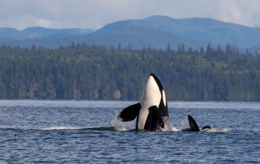 Campbell River: Wildlife Tour by Covered Boat