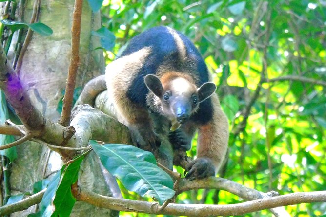 4 Best Safari Tours In Panama City