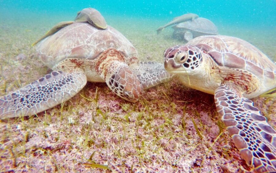 Cancun: Akumal Turtles and Cenote Snorkeling Tour - Good To Know