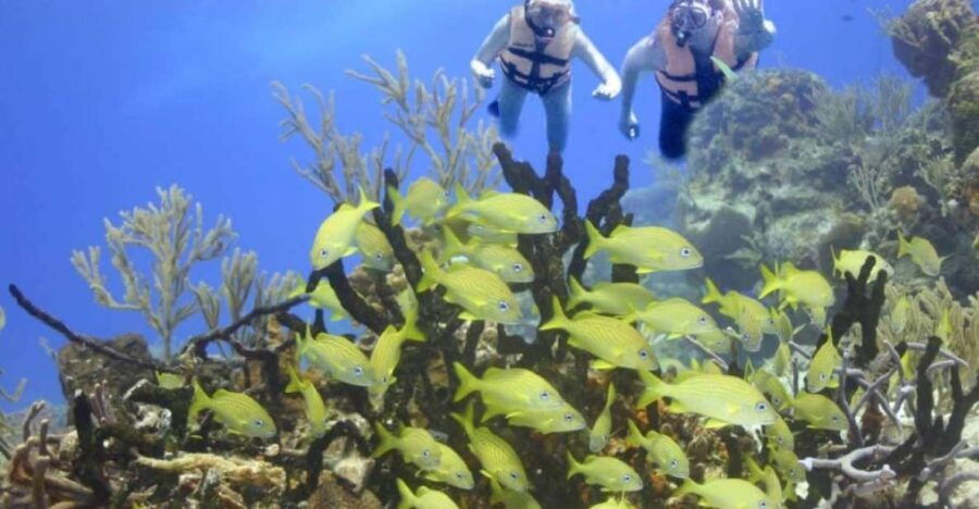 Cancun: Cancun Cenote Tour & Snorkeling - Good To Know