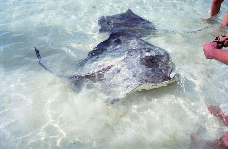 Cancun: Isla Contoy and Isla Mujeres Combo Tour - Tour Details