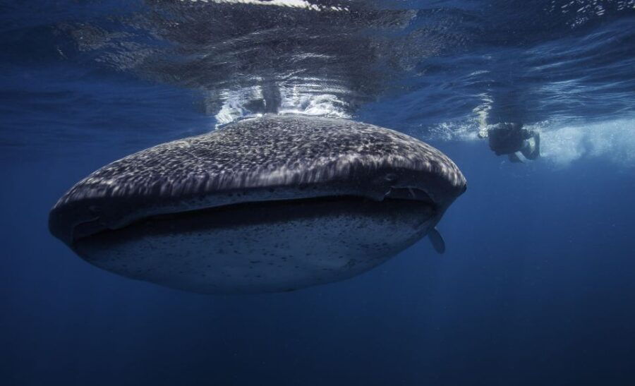 Cancun or Riviera Maya: Whale Shark Tour & Playa Norte Beach - Tour Details