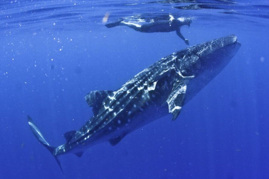 Cancun/Playa Del Carmen: 6-Hour Private Whale Shark Tour - Good To Know