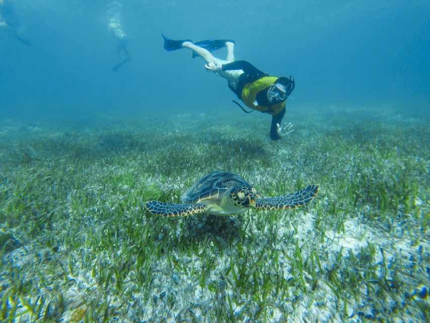 Cancun: Private Snorkeling Tour With Pickup and Drop-Off - Good To Know