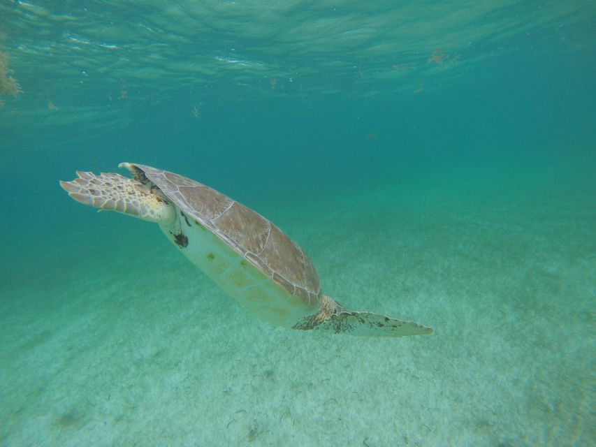 Cancún: Snorkeling With Marine Turtles - Good To Know