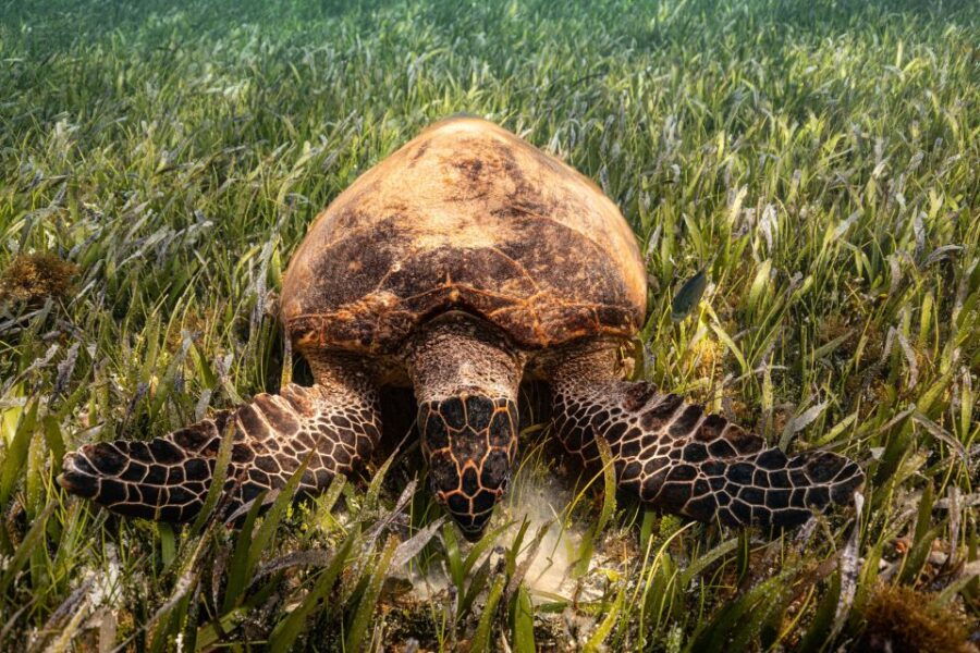 Cancun: Sunrise Snorkeling Tour With 5 Stops and Pickup - Good To Know